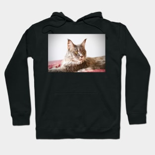 Maine Coon / Swiss Artwork Photography Hoodie